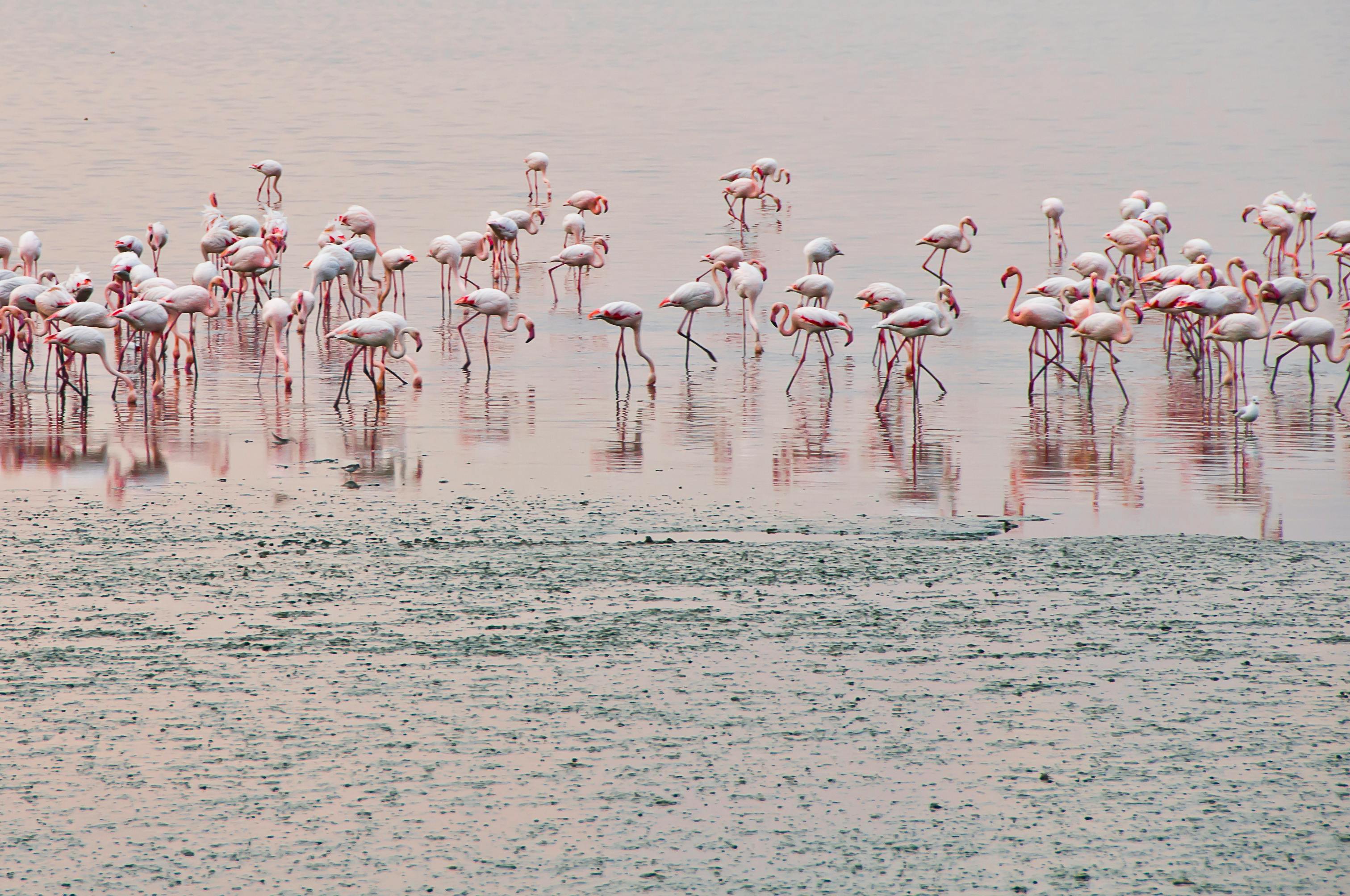 Kuwait